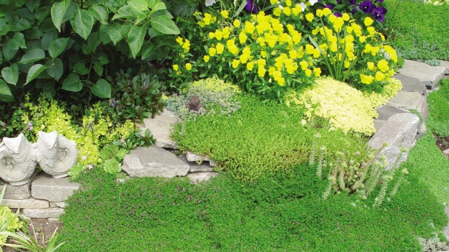 ground cover mulch with thyme